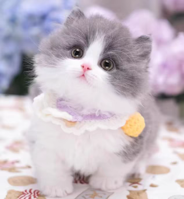 猫舍直销,批发价出售,英短蓝白